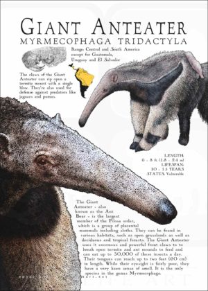Giant Anteater infographic poster