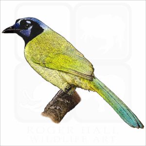 Green Jay illustration