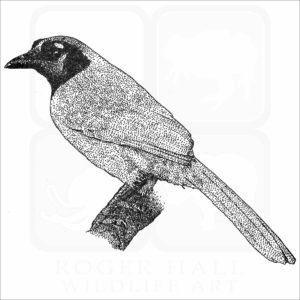 Green Jay black and white drawing