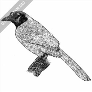 Green Jay black and white stock image