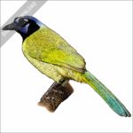 Green Jay stock image