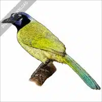 Green Jay stock image