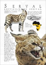 Infographic poster of a Serval