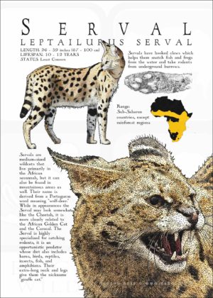 Infographic poster of a Serval