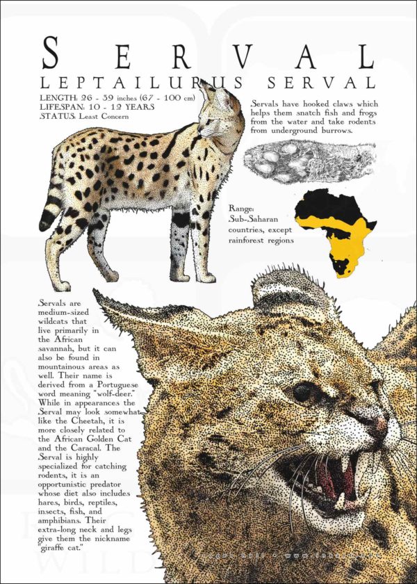 Infographic poster of a Serval