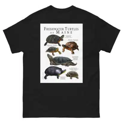 Freshwater Turtles of Maine - Men's classic tee - Image 2