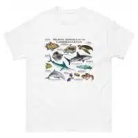 Marine animals of the Caribbean Ocean