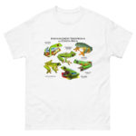 Endangered Tree Frogs of Costa Rica