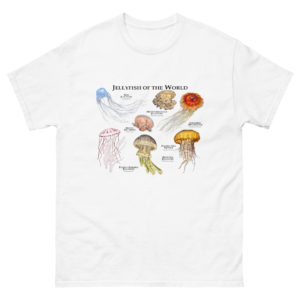 Jellyfish of the World