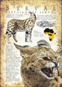 Infographic poster of a Serval