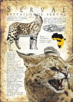 Infographic poster of a Serval