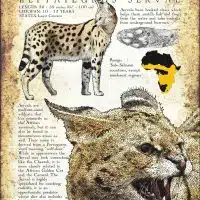 Infographic poster of a Serval
