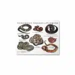 Venomous Snakes of Florida - Metal prints - Image 2