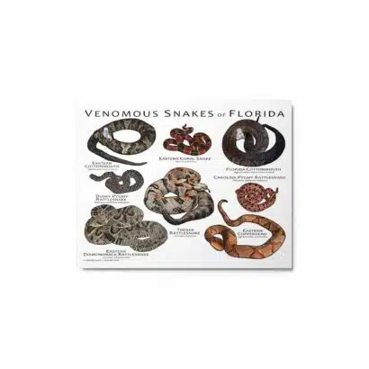 Venomous Snakes of Florida - Metal prints - Image 2