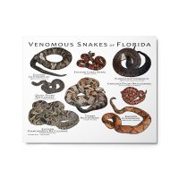 Venomous Snakes of Florida printed on a study aluminum metal surface