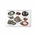 Venomous Snakes of Florida - Metal prints - Image 4
