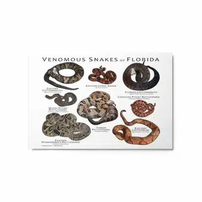 Venomous Snakes of Florida - Metal prints - Image 4