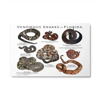 Venomous Snakes of Florida - Metal prints - Image 5
