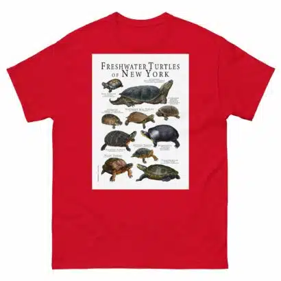 Freshwater Turtles of New York - Men's classic tee - Image 3