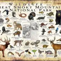 Wildlife of the Great Smoky Mountains National Park poster print