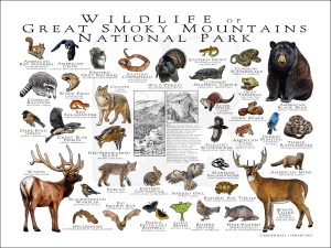 Wildlife of the Great Smoky Mountains National Park poster print