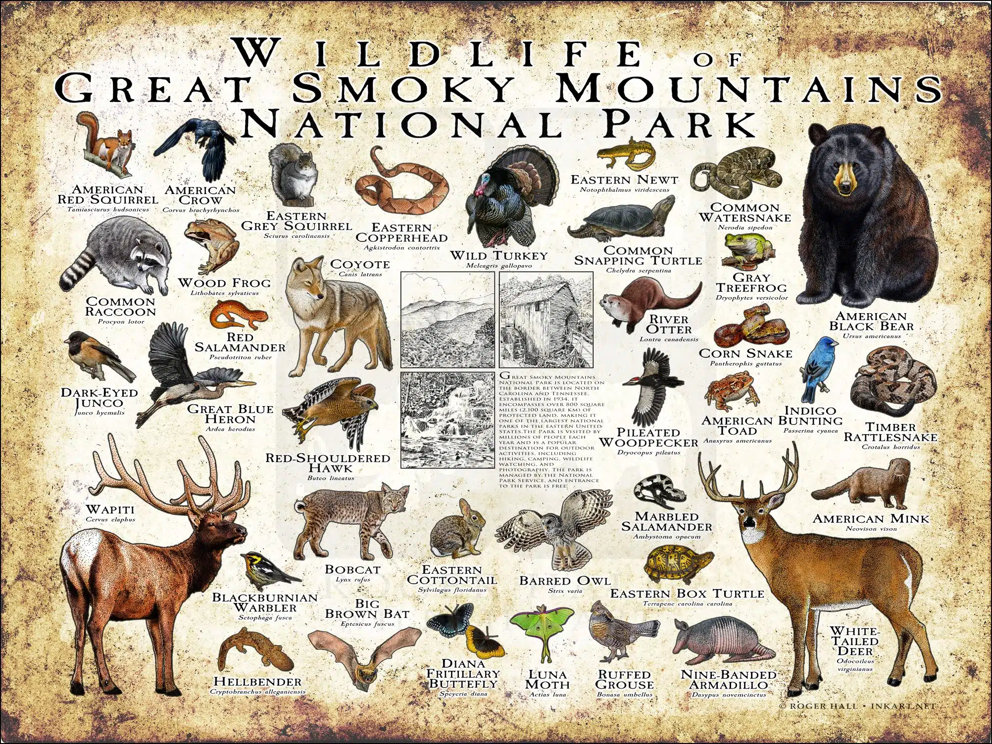 Great Smoky Mountains National Park Wildlife of the Great Smoky Mountains National Park poster print