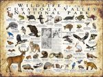 Wildlife of Cuyahoga Valley National Park poster print