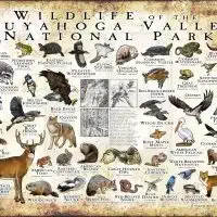 Wildlife of Cuyahoga Valley National Park poster print