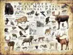 Wildlife of Rocky Mountain National Park poster print