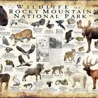 Wildlife of Rocky Mountain National Park poster print