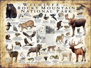 Wildlife of Rocky Mountain National Park poster print