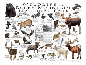 Wildlife of Rocky Mountain National Park poster print