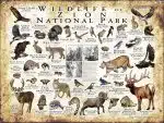 Wildlife of Zion National Park National Park poster