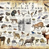 Wildlife of Zion National Park National Park poster
