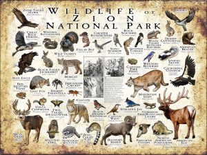 Wildlife of Zion National Park National Park poster