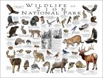 Wildlife of Zion National Park National Park poster
