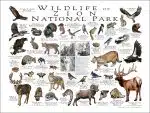 Wildlife of Zion National Park National Park poster