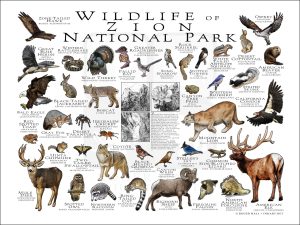 Wildlife of Zion National Park National Park poster