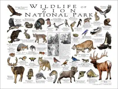 Wildlife of Zion National Park National Park poster