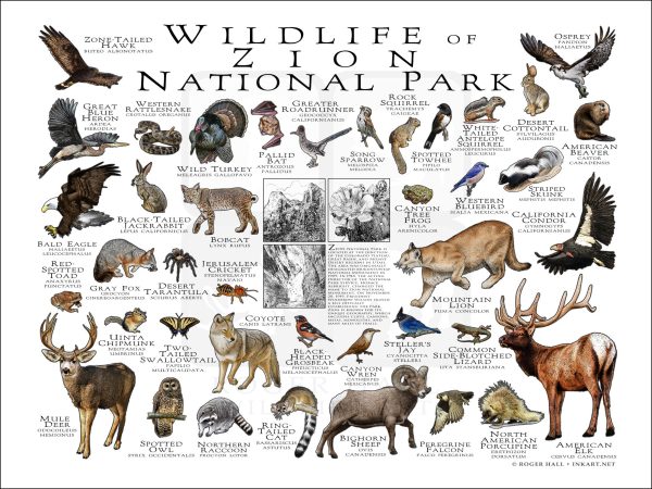 Wildlife of Zion National Park National Park poster