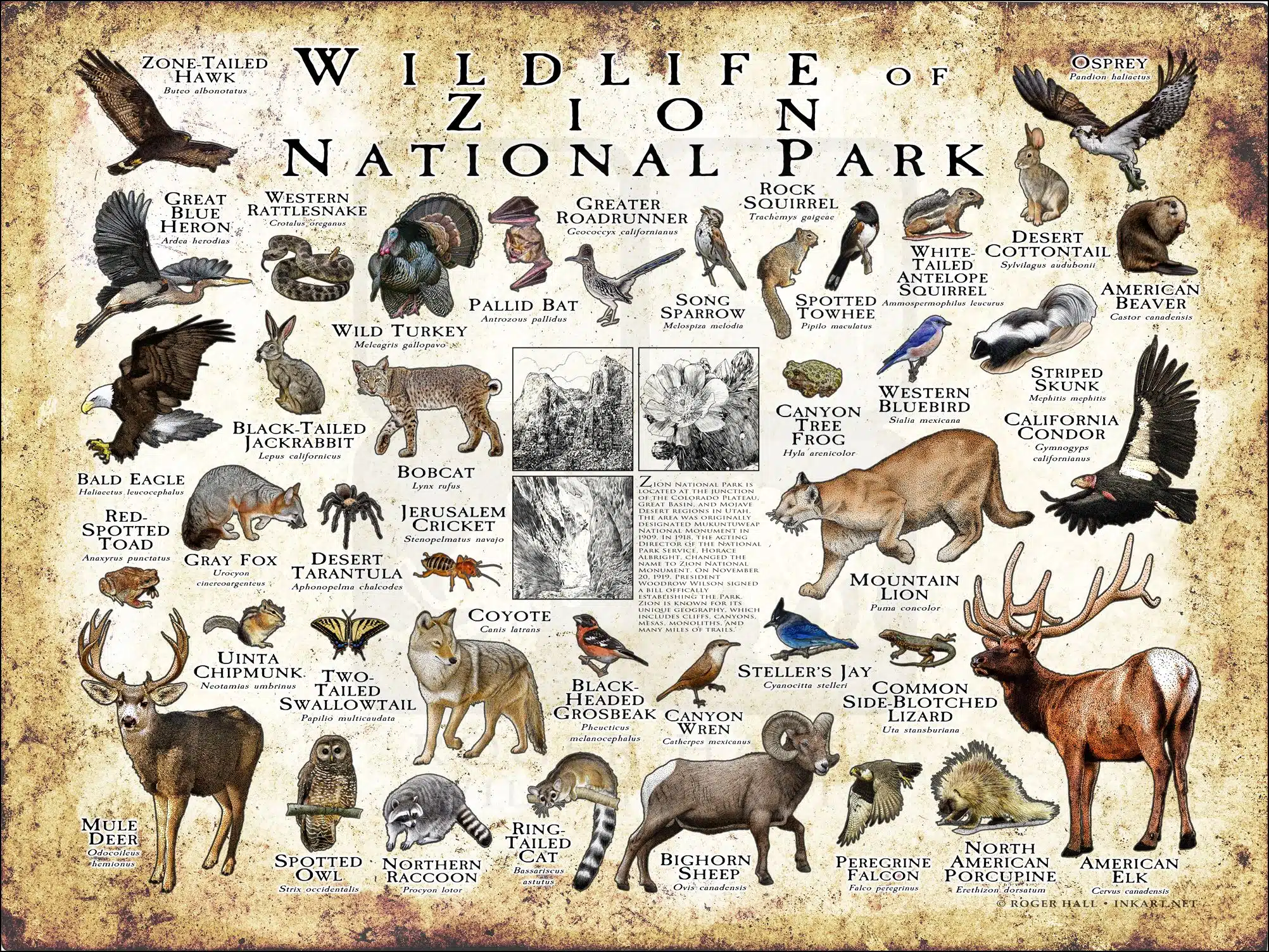 Wildlife of Zion National Park Wildlife of Zion National Park National Park poster