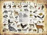 Wildlife of the Buffalo Bayou poster print