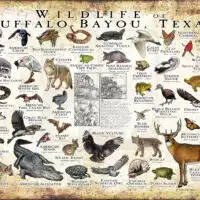 Wildlife of the Buffalo Bayou poster print