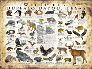 Wildlife of the Buffalo Bayou poster print