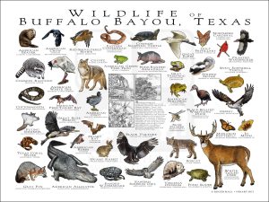 Wildlife of the Buffalo Bayou poster print