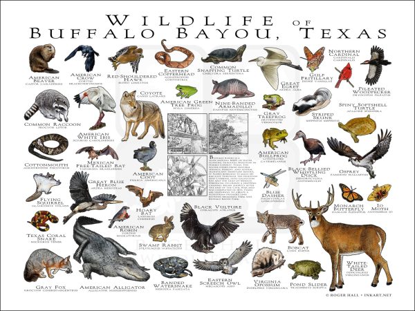 Wildlife of the Buffalo Bayou poster print