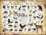 Wildlife of the Pine Barrens, New Jersey poster print