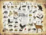 Wildlife of the Pine Barrens, New Jersey poster print