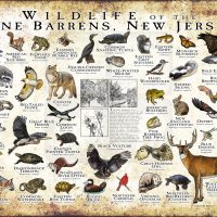 Wildlife of the Pine Barrens, New Jersey poster print