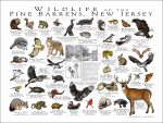 Wildlife of the Pine Barrens, New Jersey poster print
